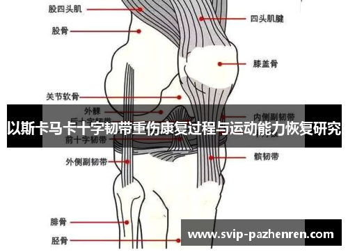 以斯卡马卡十字韧带重伤康复过程与运动能力恢复研究 以斯卡马卡十字韧带重伤康复过程与运动能力恢复研究